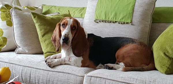 Dog relaxing on sofa at home