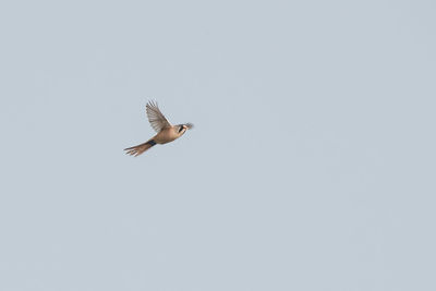 Bird flying against clear sky