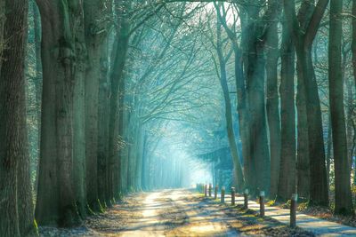 Dirt road between trees on foggy day