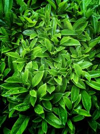 Full frame shot of green leaves