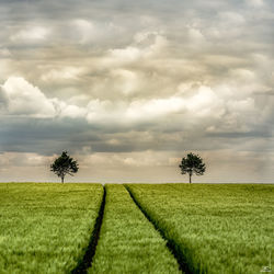 Trees on field against sky