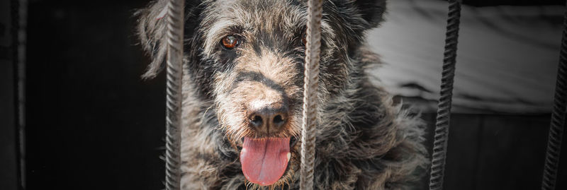 Dog in animal shelter waiting for adoption. dog behind the fences. dog in animal shelter cage.