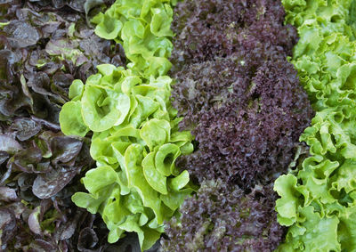 Full frame shot of fresh green plants