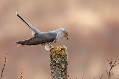 Close-up of bird perching on wooden post