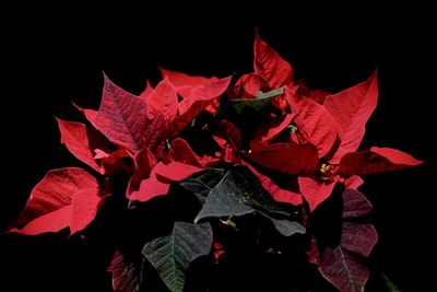 Close-up of red rose against black background