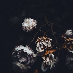 Close-up of wilted rose against black background