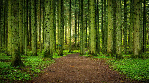 Panoramic shot of pine trees in forest