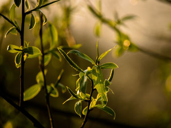 Close-up of plant. evening woodland colours, new willow leaves and catkins in the sunset light.