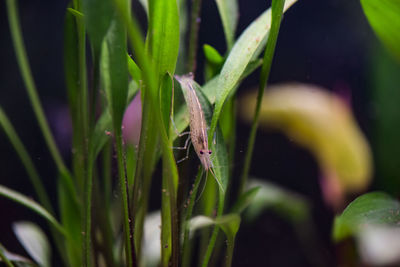 Close-up of insect on plant