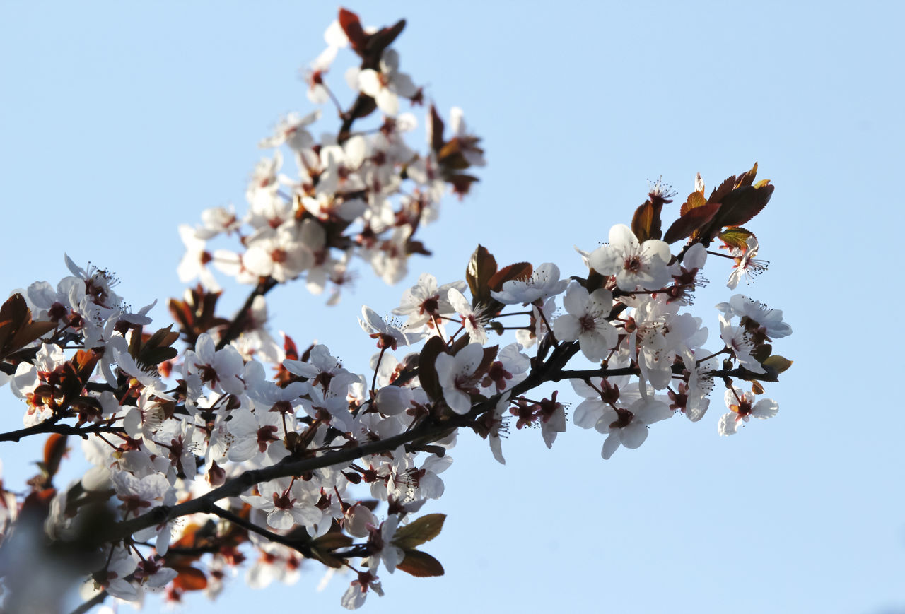 LOW ANGLE VIEW OF CHERRY BLOSSOM TREE AGAINST CLEAR SKY