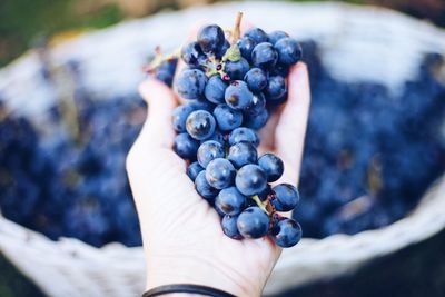 Close-up of hand holding berries