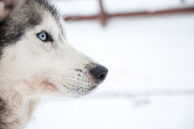 Siberian husky portrait