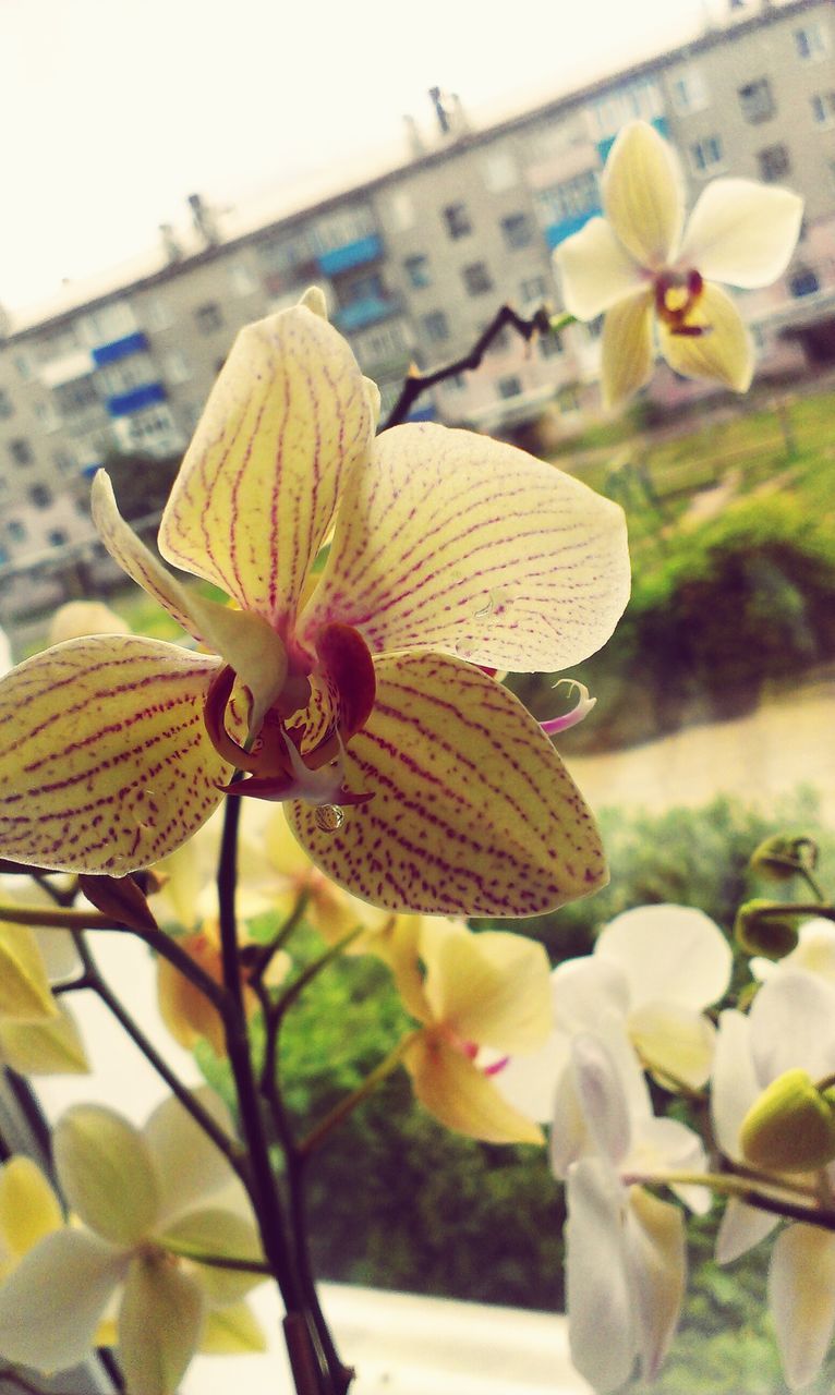 flower, freshness, fragility, petal, flower head, close-up, growth, focus on foreground, beauty in nature, nature, plant, leaf, blooming, yellow, stem, in bloom, bud, season, day, blossom