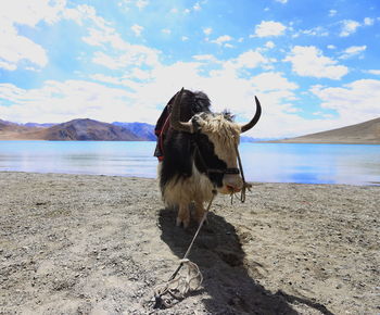 Yak standing by lake against sky
