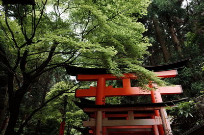 Low angle view of trees