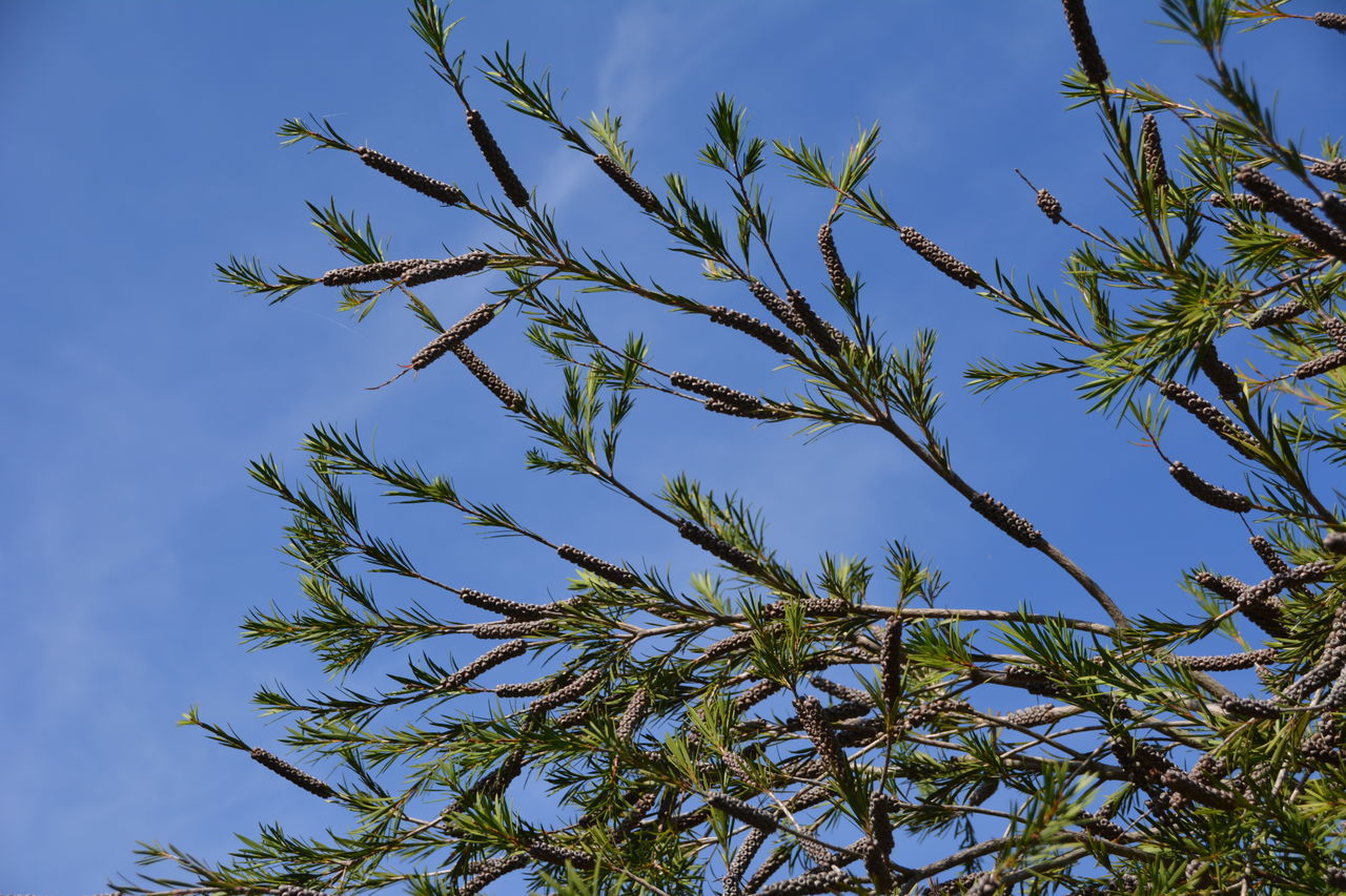 LOW ANGLE VIEW OF TREE BRANCH AGAINST SKY