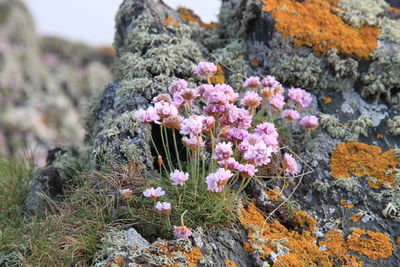 Close-up of flowering plant on rock