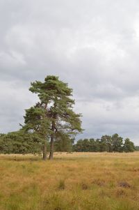 Trees on field against sky