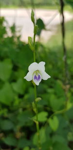 Close-up of purple flowering plant