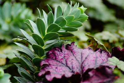 Close-up of purple flowering plant