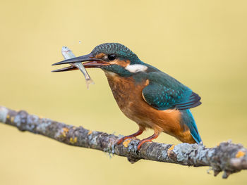 Close-up of bird perching on branch while carrying fish in mouth