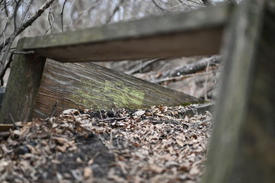 Close-up of wood on field in forest