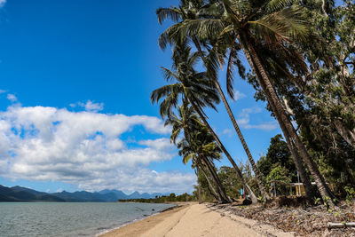 Palm trees by road against blue sky