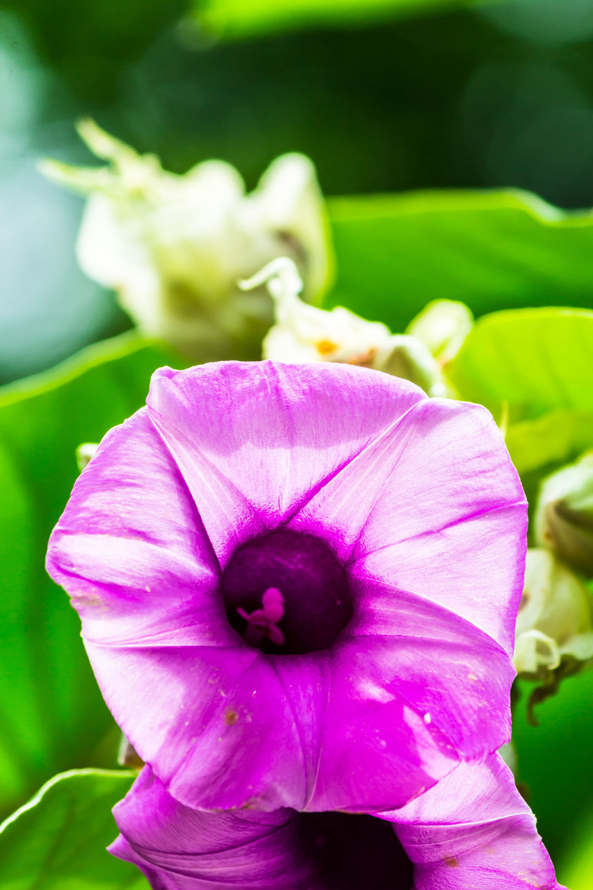 CLOSE-UP OF PINK AND PURPLE FLOWER