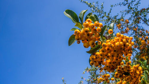 Close-up of yellow berry on branch