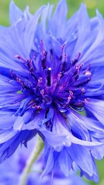 Close-up of purple flowers