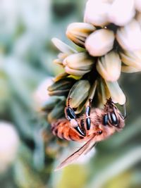 Close-up of insect on flowering plant