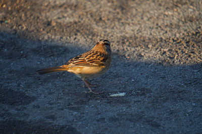 High angle view of bird perching on the road