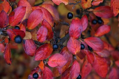 Full frame shot of red berries