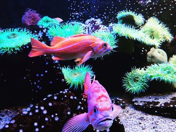 Close-up of fish swimming in aquarium