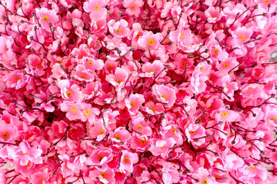 Full frame shot of pink flowers