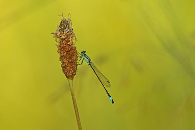 Close-up of grasshopper