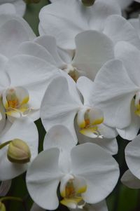 Close-up of white flowers blooming outdoors