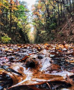 Close-up of autumn leaves in forest