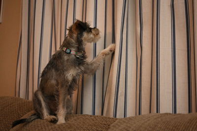 Dog relaxing on bed at home