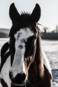 Close-up portrait of horse against sky
