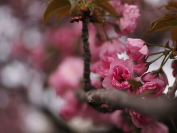 Close-up of pink flowers on tree