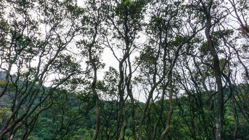 Low angle view of trees in forest