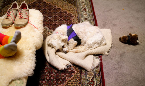 High angle view of stuffed toy at home