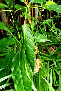 Close-up of insect on plant