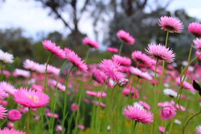 Close-up of pink flowering plants on field