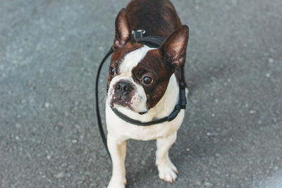 High angle view of dog standing on road