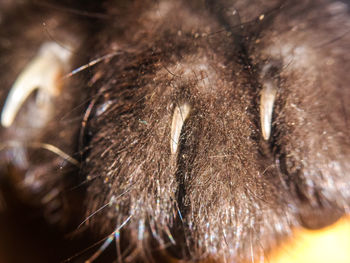 Close-up of an animal