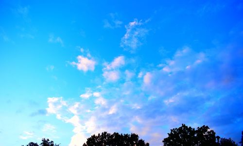 Low angle view of trees against blue sky