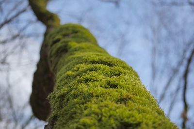 Close-up of moss on tree