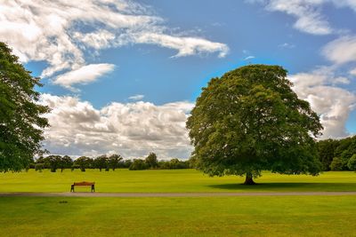 Trees on field against sky